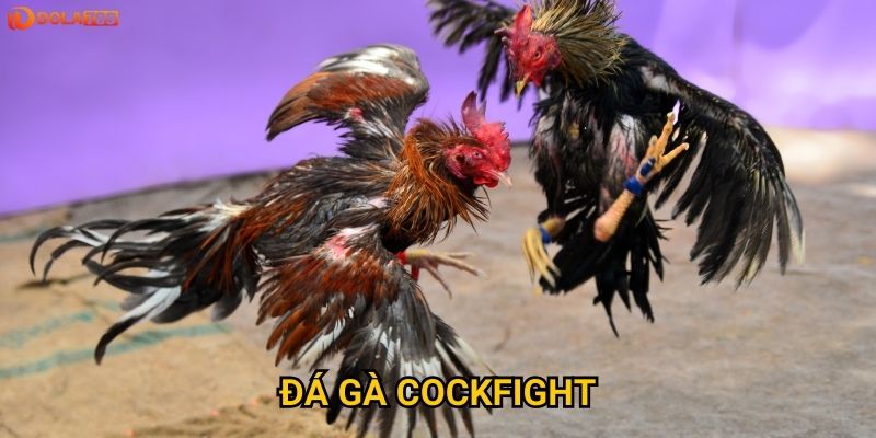 Đá gà Cockfight